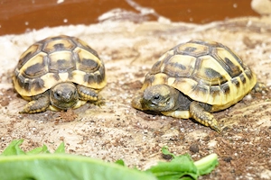 Junge Griechische Landschildkröten