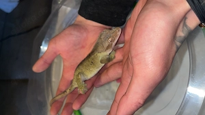 Kronengecko Olive Dalmatiner (Patternless) Weibchen  Bild 2