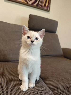 Kleiner Charmeur mit blauen Augen sucht ein Zuhause auf Lebenszeit! 