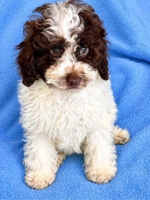 Bezaubernde Toy&Zwerg Pudel Welpen 