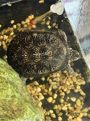 diamant schildkröten 