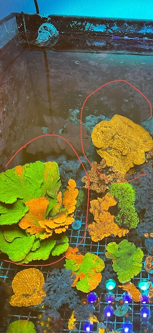 meerwasser Montipora