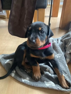 Dobermannwelpe mit Papieren   FCI