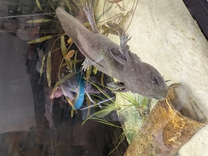 Axolotl ca 2 jahre