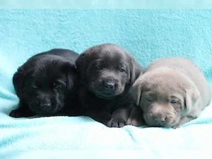 Zauberhafte BabysLabradorWelpe Retriever weibl. und männl