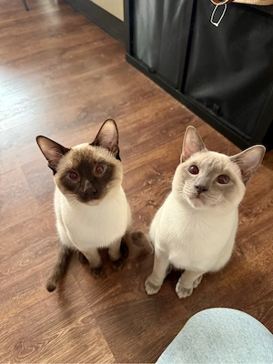 siam kater unkastriert 