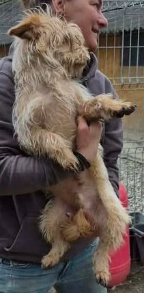 Sasha - kleiner Wuschel sucht ein Zuhause für immer Bild 5