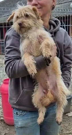 Sasha - kleiner Wuschel sucht ein Zuhause für immer Bild 4