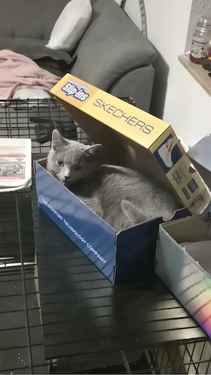 Russisch blau kater in gute hände abzugeben