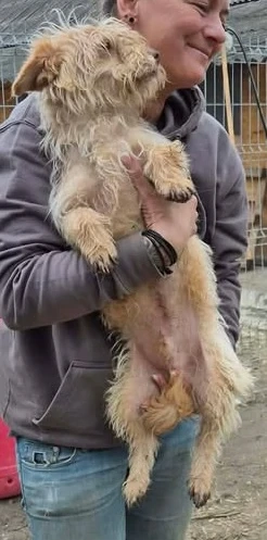 Sasha - kleiner Wuschel sucht ein Zuhause für immer Bild 6