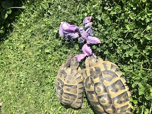 Griechische und Maurische Schildkröten abzugeben 