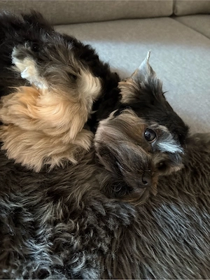 Yorkshire Terrier Rüde 10 Monate 