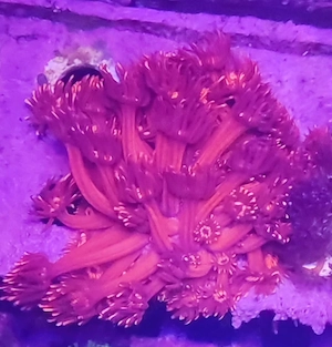 Goniopora rot Ableger 