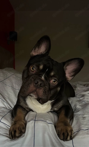 Französische Bulldogge   Deckrüde bietet seine Dienste an