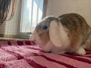 Kaninchen-Dame zur Adoption