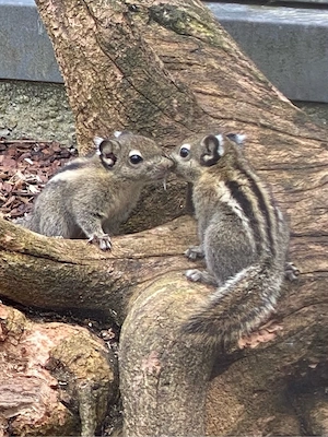 Suche Baumstreifenhörnchen