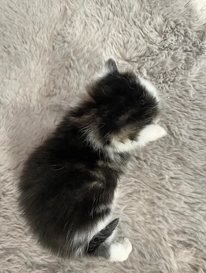 BKH Kitten Britisch Kurzhaar