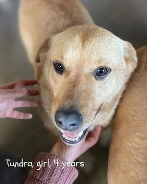 freundliche, fröhliche, wunderschöne Hündin "Tundra" sucht ein liebevolles Zuhuse Bild 7