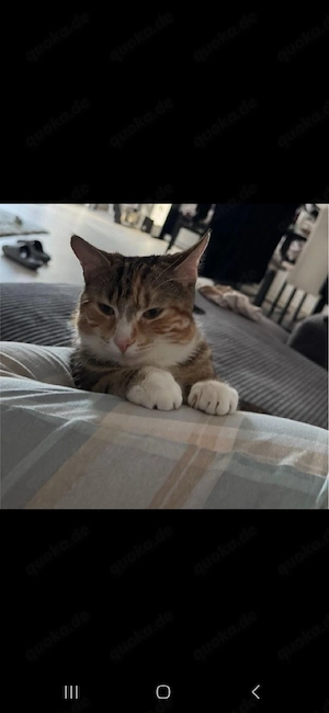 katze 1 Jahr Dringend