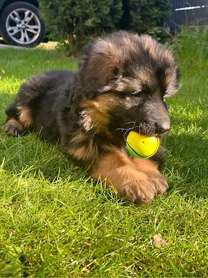 3 Deutsche Schäferhund-Welpen Langhaar