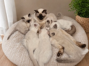 Ragdoll Birma Mix Kitten suchen ein liebevolles Zuhause