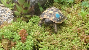 Griechische Landschildkröten, Testudo hermanni boettgerie,  NZ-2025