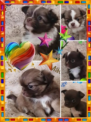 Chihuahua Welpen reinrassig 