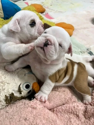Englische Bulldoggenwelpen verfügbar