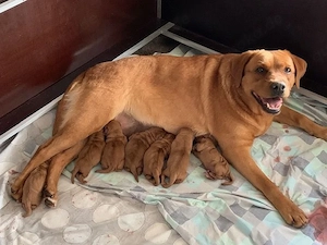 Labradorwelpen foxred