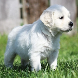 Entzückende Golden-Retriever-Welpen suchen ein liebevolles Zuhause.
