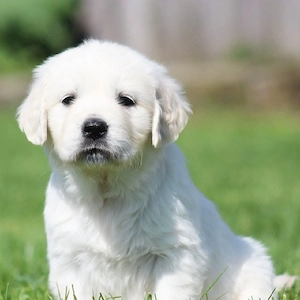entzückende Golden-Retriever-Welpen suchen ein neues Zuhause.