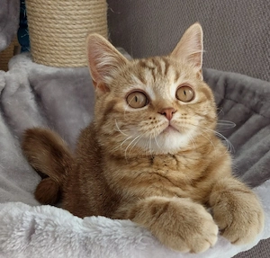 Wunderschönes BKH Kitten,  weiblich zu vermitteln 