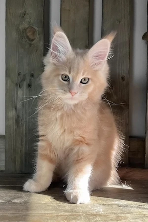 Zauberhafte Maine Coon Kätzin   14 Wochen   Sanft & Verschmust