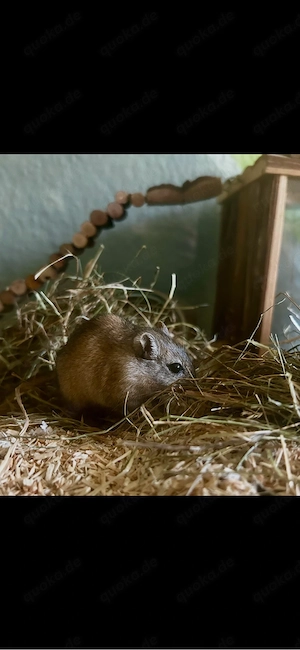 Rennmaus sucht neues Zu Hause 