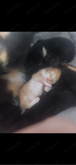    Katzenbabys-MIX  abzugeben   Reservierungen möglich   