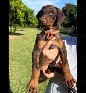 männlicher Dobermann-Welpe