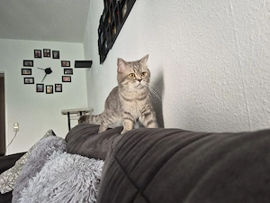 bkh katze  sie ist am 10.12.24