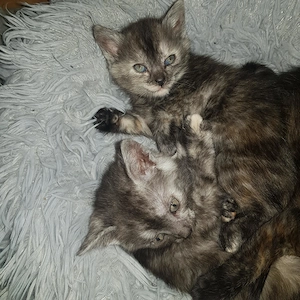 2 Tricolor Kätzchen