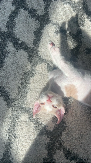 Elf Sphynx Brush Kitten zu verkaufen