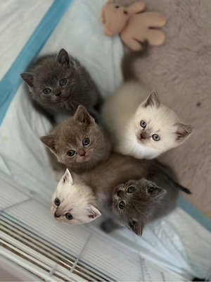 BKH britisch kurzhaar