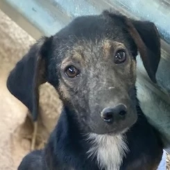 Miranda, geb. ca. 01 2026, lebt in GRIECHENLAND, auf einer privaten Pflegestelle