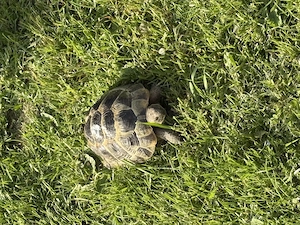 Maurische Landschildkröte NZ 2024 abzugeben 