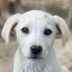 Mochina, geb. ca. 01 2026, lebt in GRIECHENLAND, auf einer privaten Pflegestelle