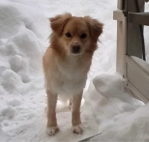 Hund abzugeben sucht neues Zuhause