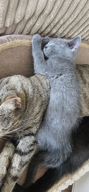 Kitte sucht ein zuhause