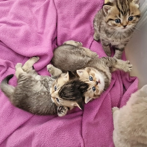 Bkh Kätzchen Bild 4