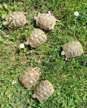 Griechische Landschildkröten NZ 2024 aus Hobbyzucht