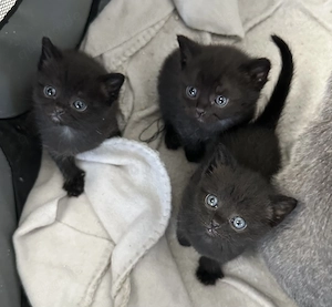 Britisch Kurzhaar Kitten zu verkaufen 