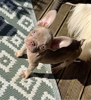 Französische Bulldoggen 