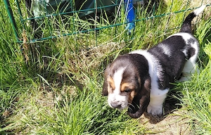 Zuckersüße Basset Hound Welpen suchen ab sofort Bild 7